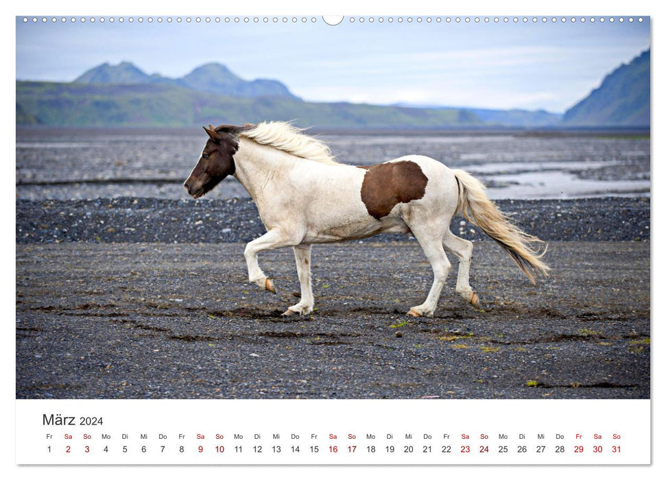 Icelandic horses - at their most beautiful (CALVENDO Premium Wall Calendar 2024) 