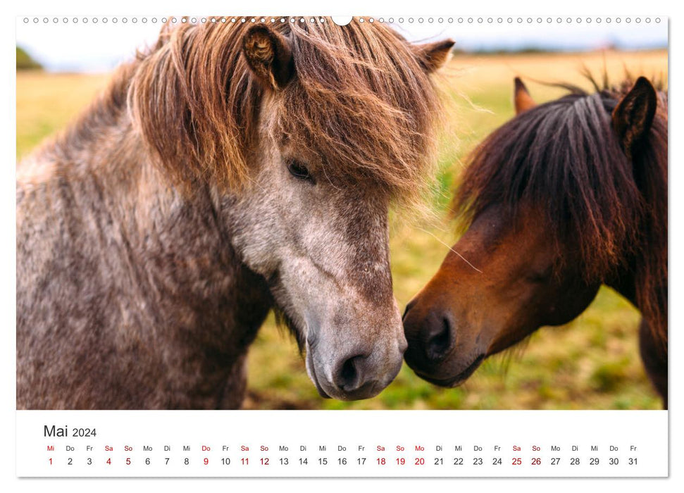 Icelandic horses - at their most beautiful (CALVENDO Premium Wall Calendar 2024) 