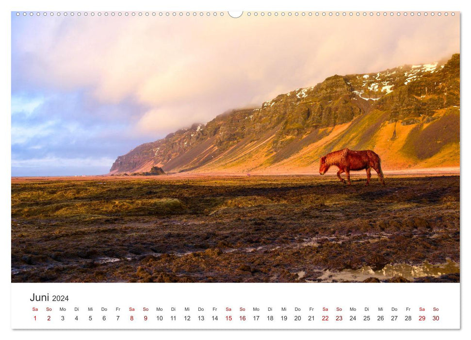 Icelandic horses - at their most beautiful (CALVENDO Premium Wall Calendar 2024) 