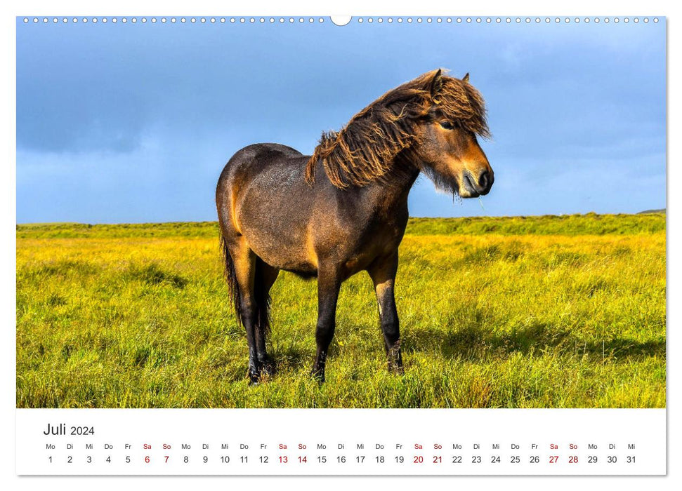 Icelandic horses - at their most beautiful (CALVENDO Premium Wall Calendar 2024) 