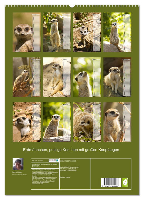 Meerkats, cute little guys with big button eyes (CALVENDO Premium Wall Calendar 2024) 