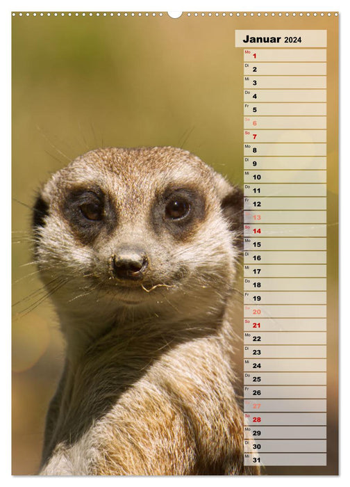 Suricates, petits gars mignons avec de grands yeux boutonnés (Calendrier mural CALVENDO Premium 2024) 