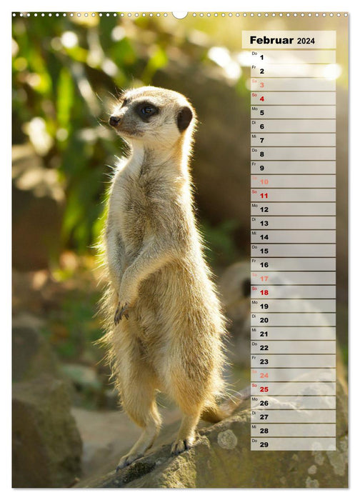 Suricates, petits gars mignons avec de grands yeux boutonnés (Calendrier mural CALVENDO Premium 2024) 