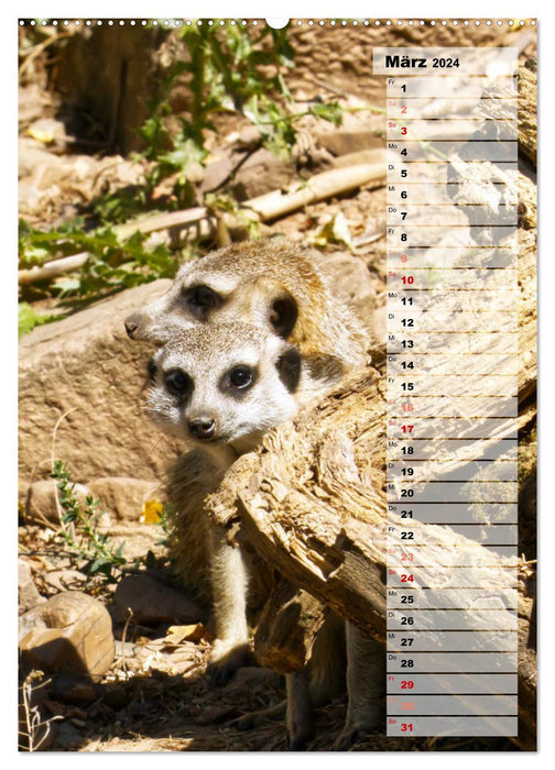 Suricates, petits gars mignons avec de grands yeux boutonnés (Calendrier mural CALVENDO Premium 2024) 