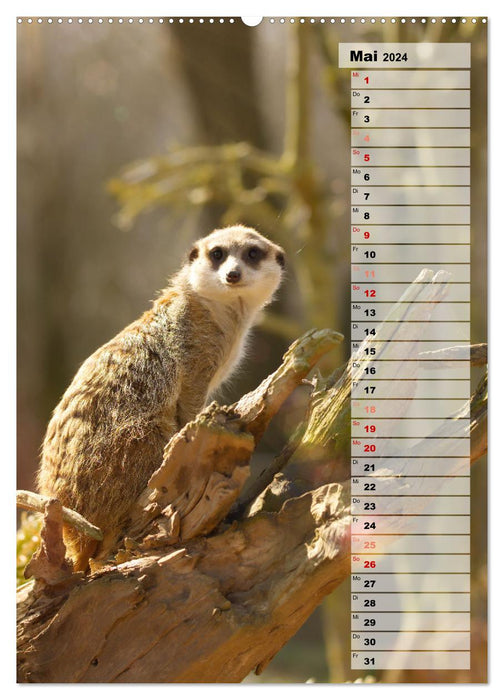 Meerkats, cute little guys with big button eyes (CALVENDO Premium Wall Calendar 2024) 