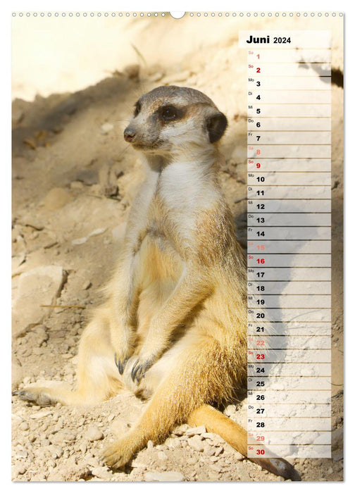 Suricates, petits gars mignons avec de grands yeux boutonnés (Calendrier mural CALVENDO Premium 2024) 