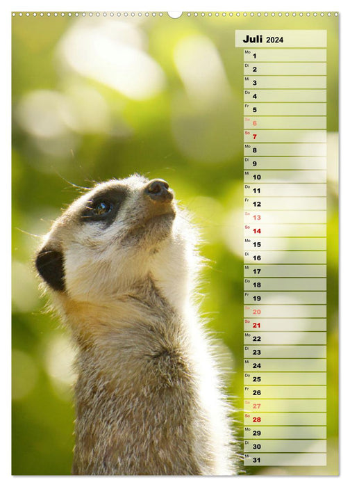 Suricates, petits gars mignons avec de grands yeux boutonnés (Calendrier mural CALVENDO Premium 2024) 