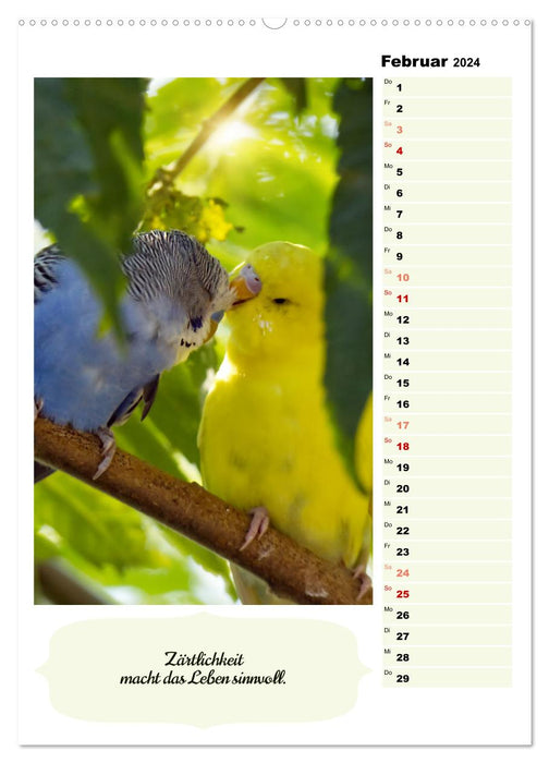 Cute budgies (CALVENDO Premium Wall Calendar 2024) 