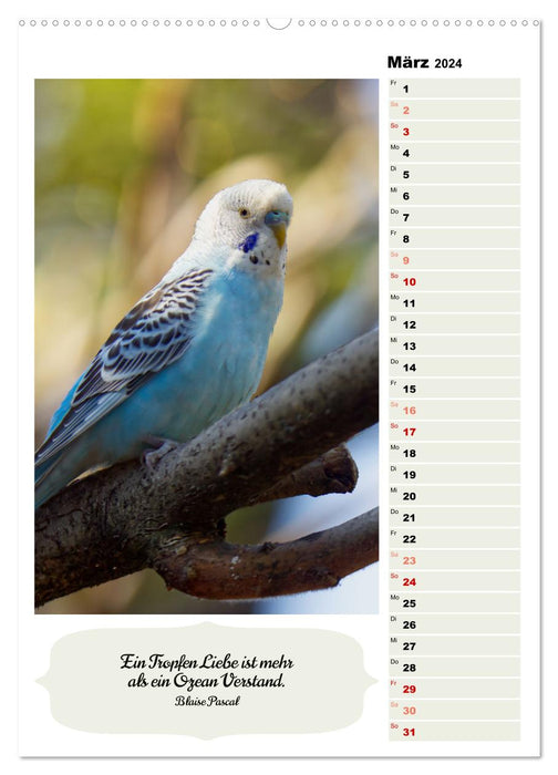 Cute budgies (CALVENDO Premium Wall Calendar 2024) 