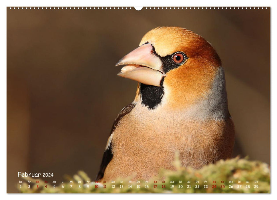 Wild bird calendar (CALVENDO Premium wall calendar 2024) 