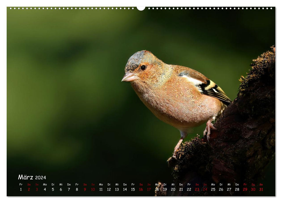Wildvogelkalender (CALVENDO Premium Wandkalender 2024)