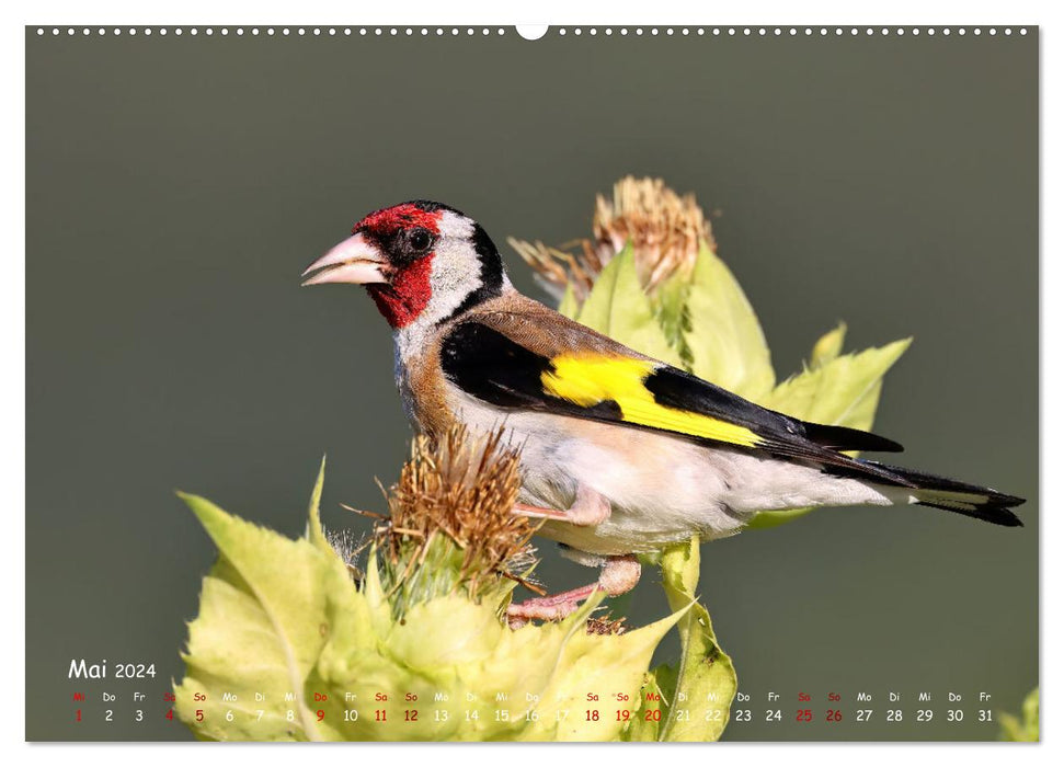 Wild bird calendar (CALVENDO Premium wall calendar 2024) 