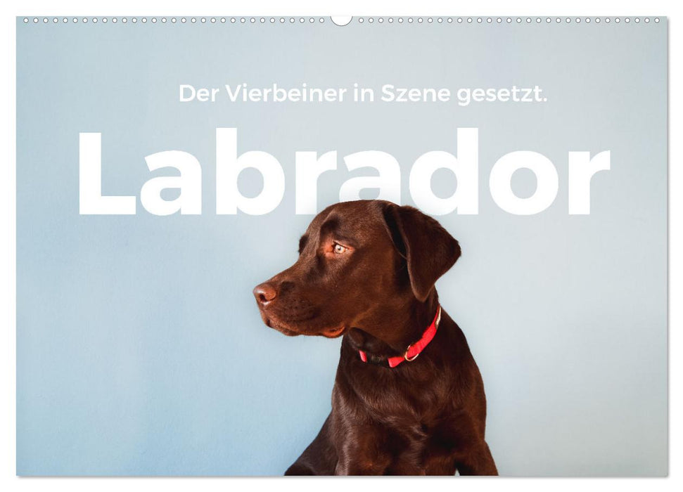 Labrador - The four-legged friend in the spotlight. (CALVENDO wall calendar 2024) 