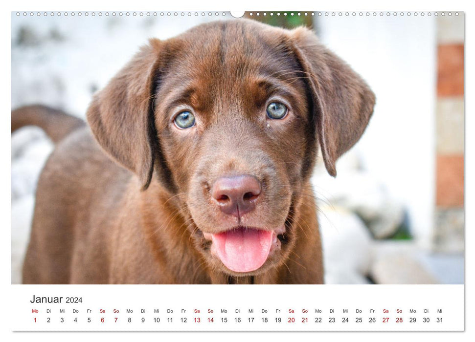 Labrador - The four-legged friend in the spotlight. (CALVENDO wall calendar 2024) 