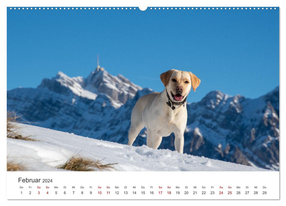 Labrador - The four-legged friend in the spotlight. (CALVENDO wall calendar 2024) 
