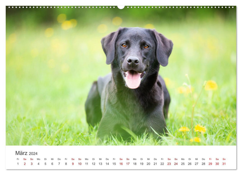Labrador - The four-legged friend in the spotlight. (CALVENDO wall calendar 2024) 