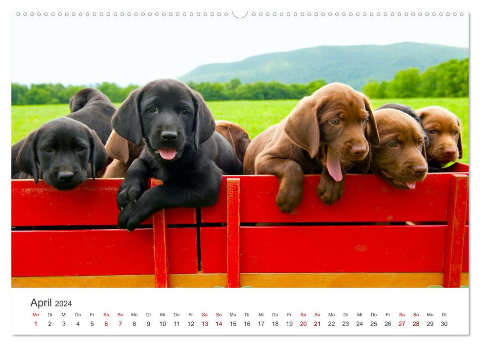 Labrador - The four-legged friend in the spotlight. (CALVENDO wall calendar 2024) 