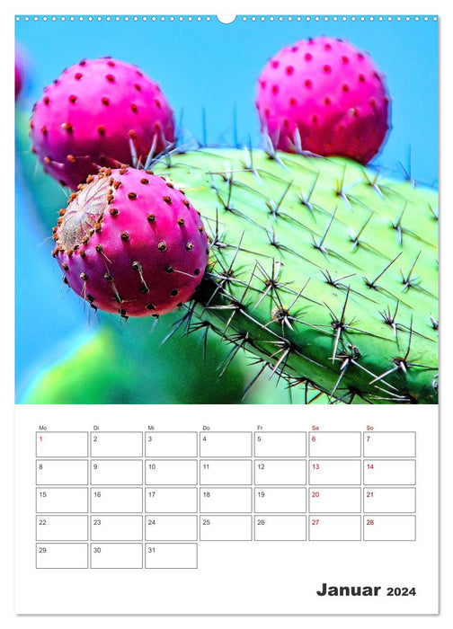 Dornige Schönheiten - Kakteen und Sukkulenten (CALVENDO Wandkalender 2024)