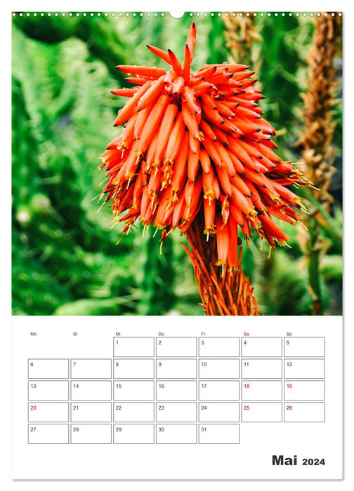 Dornige Schönheiten - Kakteen und Sukkulenten (CALVENDO Wandkalender 2024)