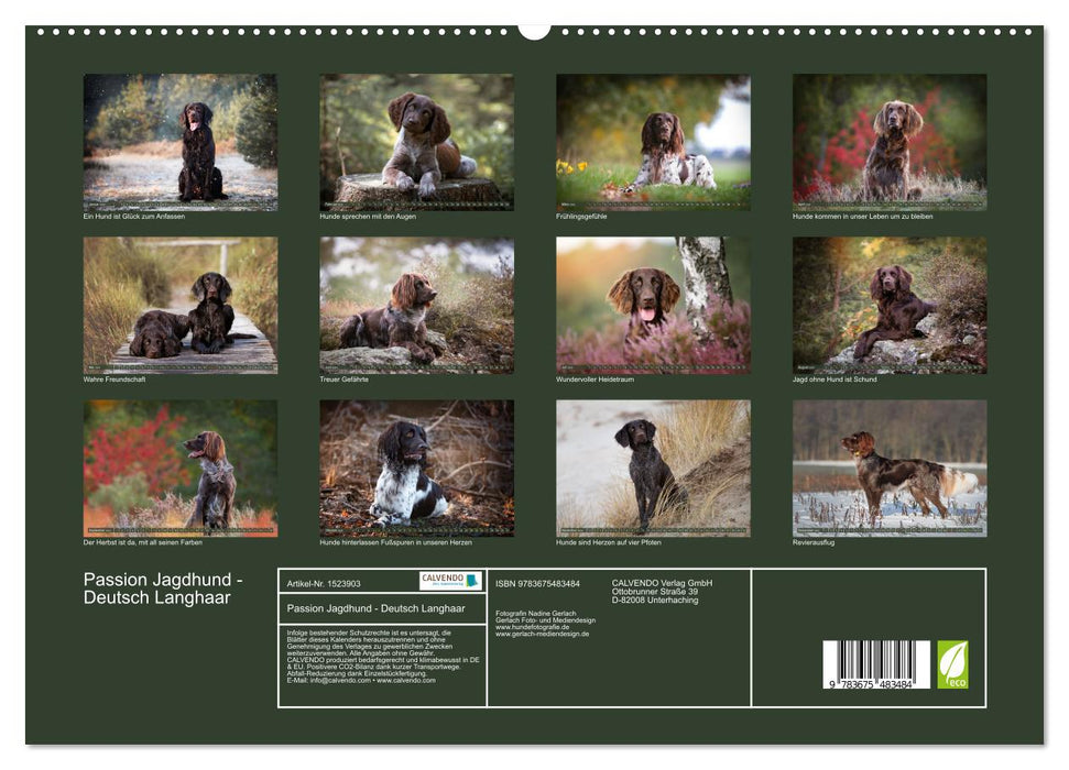 Passion Hunting Dog - German Longhair (CALVENDO Premium Wall Calendar 2024) 