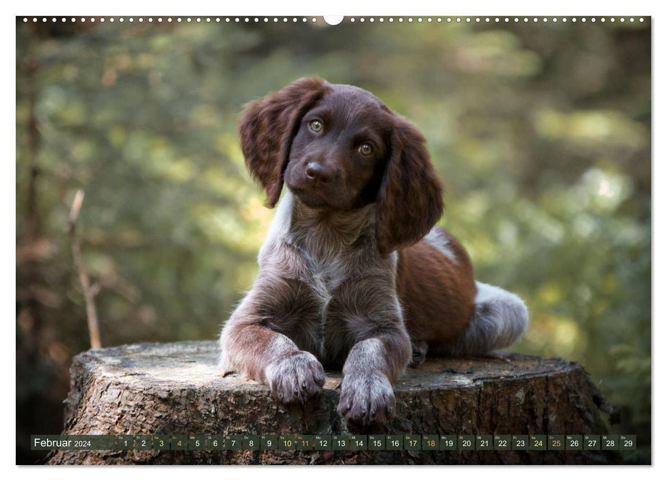 Passion Hunting Dog - German Longhair (CALVENDO Premium Wall Calendar 2024) 