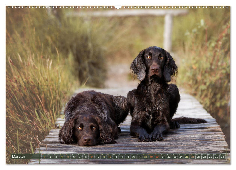 Passion Hunting Dog - German Longhair (CALVENDO Premium Wall Calendar 2024) 