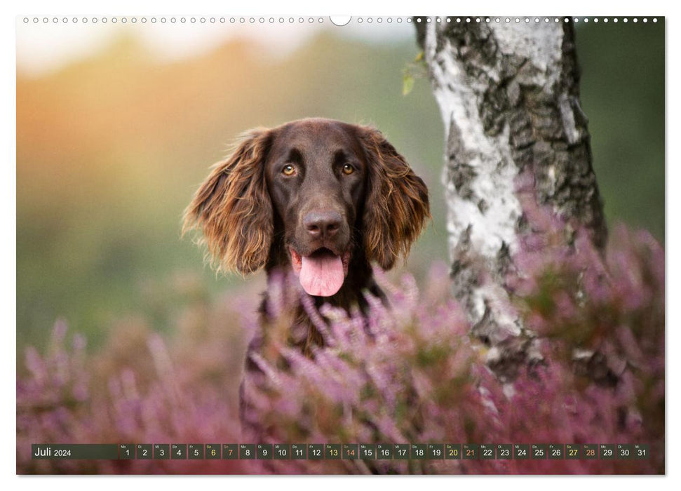 Passion Hunting Dog - German Longhair (CALVENDO Premium Wall Calendar 2024) 