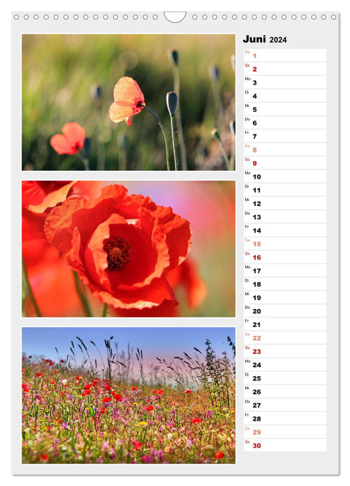 Magical colors of nature (CALVENDO wall calendar 2024) 