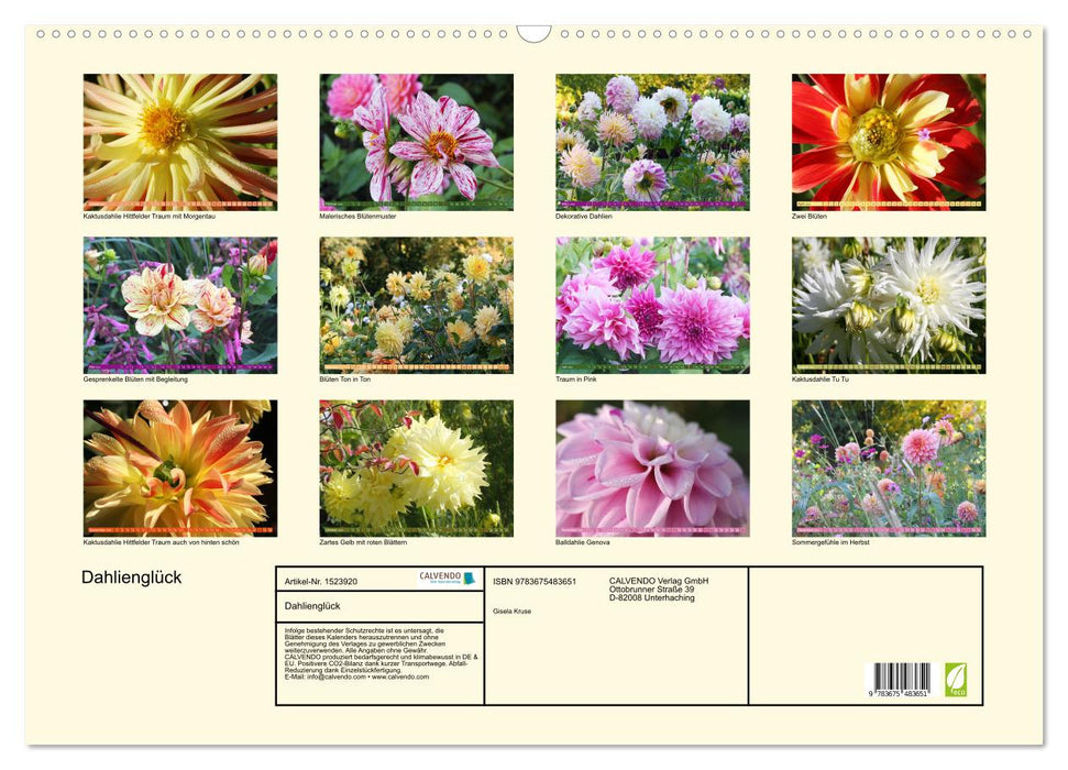 Dahlia happiness (CALVENDO wall calendar 2024) 