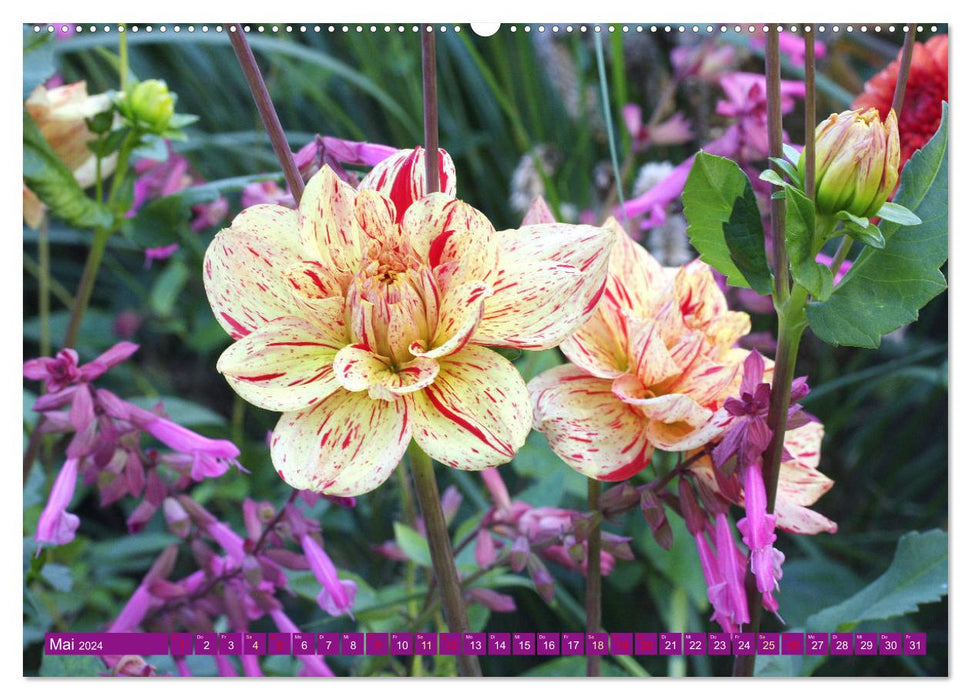 Dahlia happiness (CALVENDO wall calendar 2024) 