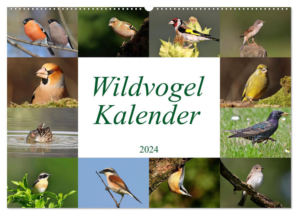 Wildvogelkalender (CALVENDO Wandkalender 2024)