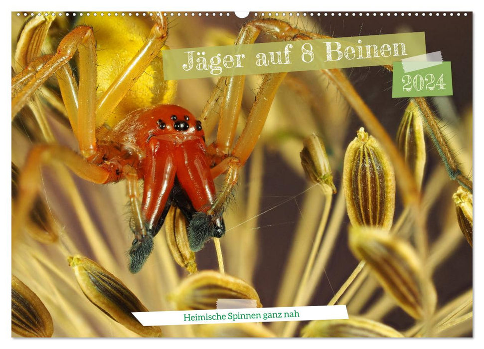 Jäger auf acht Beinen (CALVENDO Wandkalender 2024)