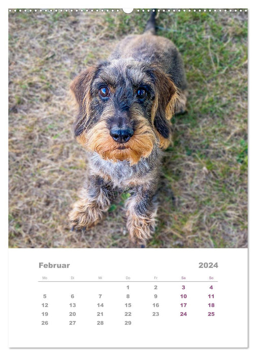 Dackel(augen)blicke (CALVENDO Wandkalender 2024)