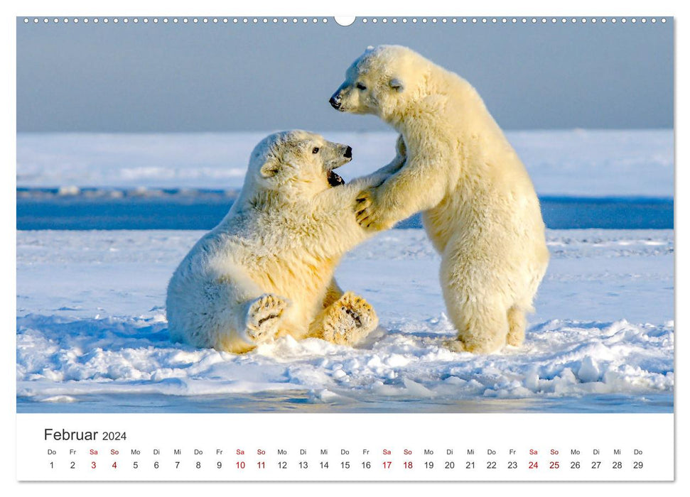 Bären - Pandas, Grizzlybären und Co. (CALVENDO Premium Wandkalender 2024)