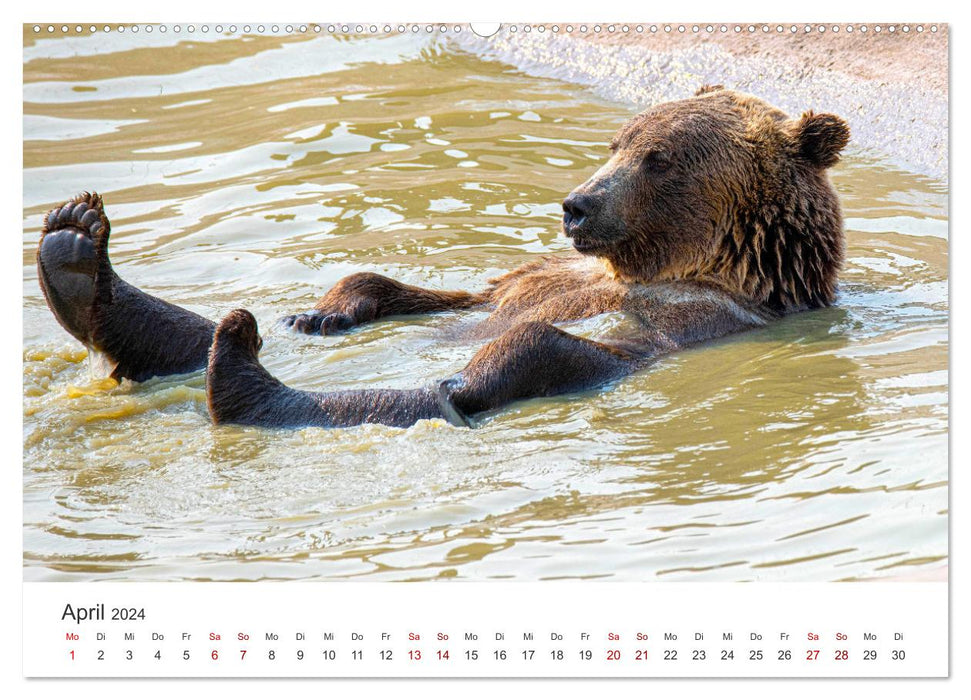 Bären - Pandas, Grizzlybären und Co. (CALVENDO Premium Wandkalender 2024)