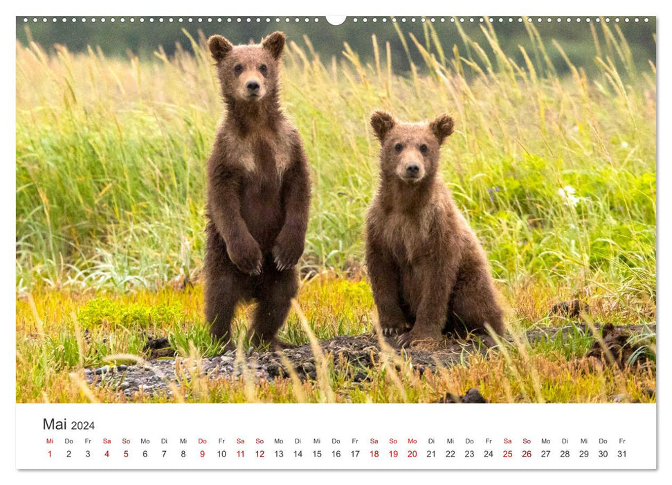 Bären - Pandas, Grizzlybären und Co. (CALVENDO Premium Wandkalender 2024)