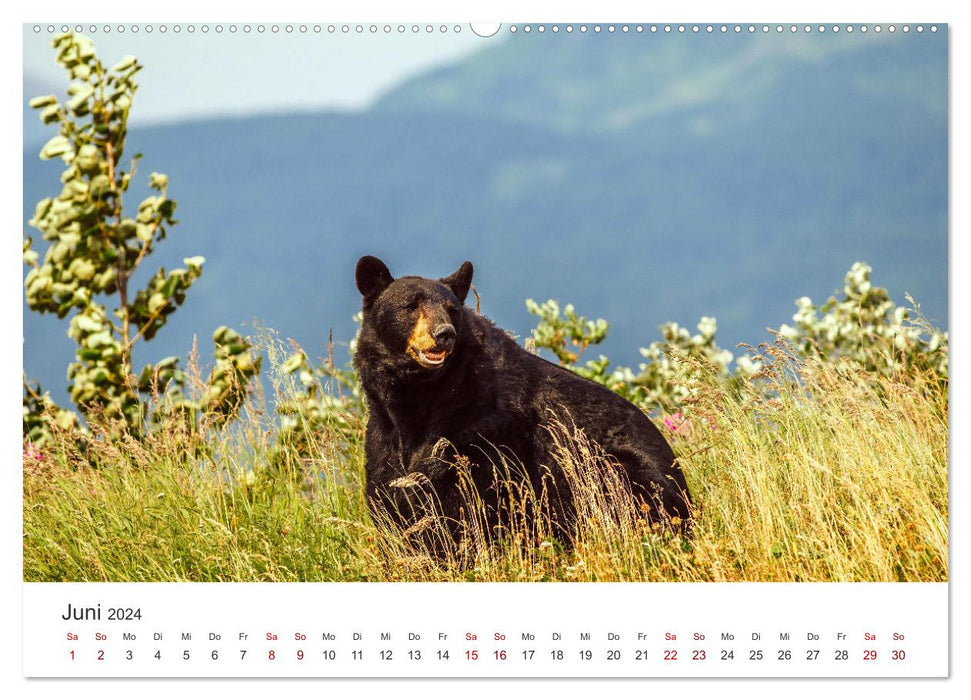 Bären - Pandas, Grizzlybären und Co. (CALVENDO Premium Wandkalender 2024)