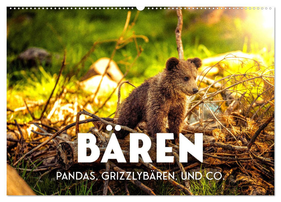 Bären - Pandas, Grizzlybären und Co. (CALVENDO Wandkalender 2024)