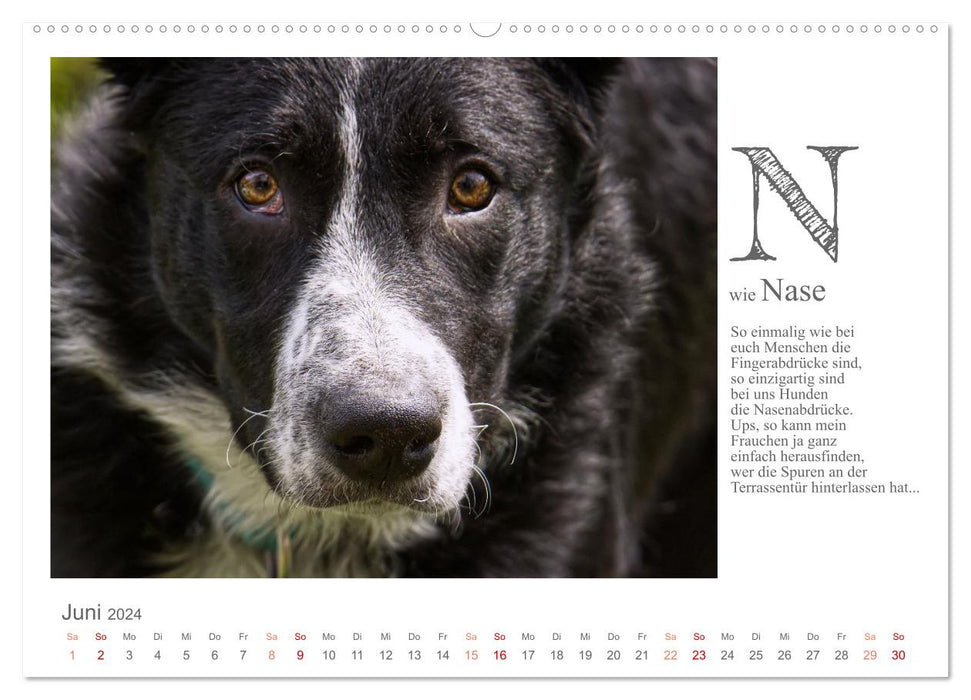 Das coole Hunde ABC (CALVENDO Wandkalender 2024)