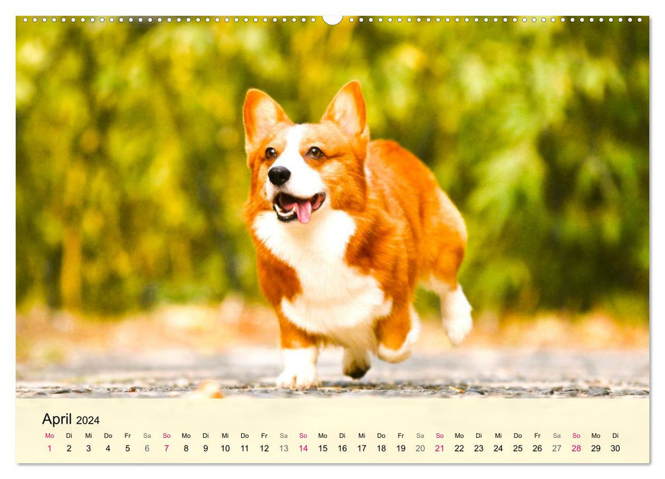 Welsh Corgi. Zauberhafter Dickkopf auf kurzen Beinen (CALVENDO Premium Wandkalender 2024)