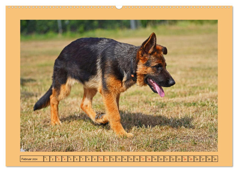 Welpentraining auf dem Hundeplatz (CALVENDO Wandkalender 2024)