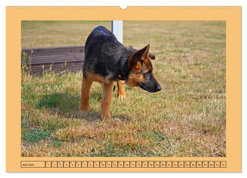 Dressage de chiots au parc à chiens (Calendrier mural CALVENDO 2024) 