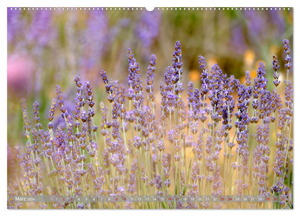 Die zarte Seite des Lavendels (CALVENDO Premium Wandkalender 2024)