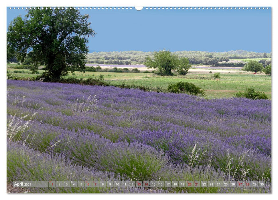 Die zarte Seite des Lavendels (CALVENDO Premium Wandkalender 2024)