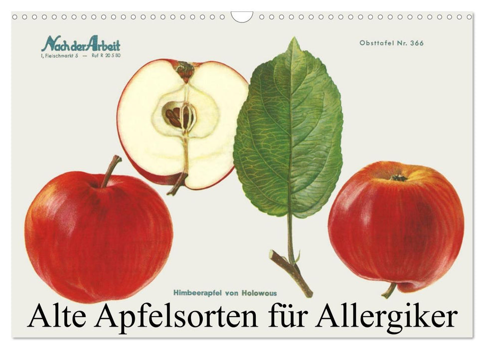 Alte Apfelsorten für Allergiker (CALVENDO Wandkalender 2024)