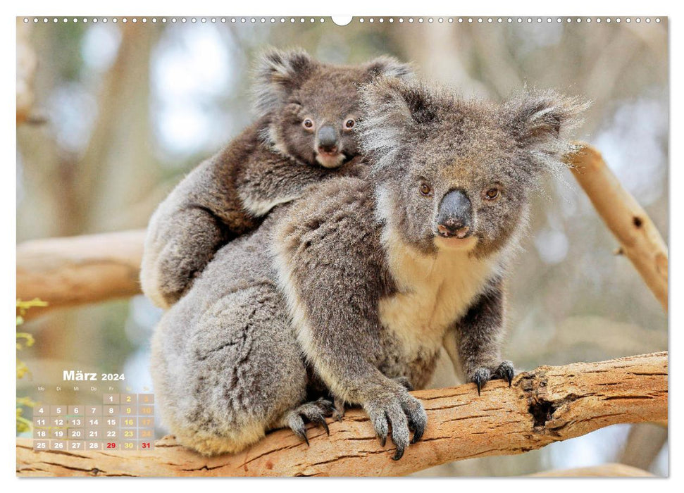 Koalas : les briseurs de coeurs pelucheux (Calendrier mural CALVENDO Premium 2024) 