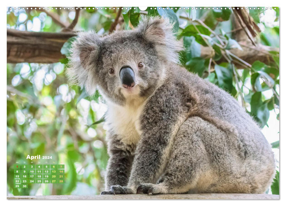 Koalas : les briseurs de coeurs pelucheux (Calendrier mural CALVENDO Premium 2024) 