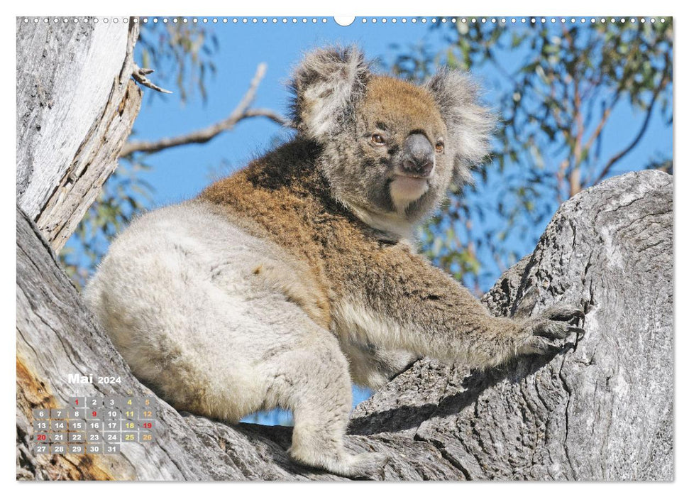 Koalas : les briseurs de coeurs pelucheux (Calendrier mural CALVENDO Premium 2024) 