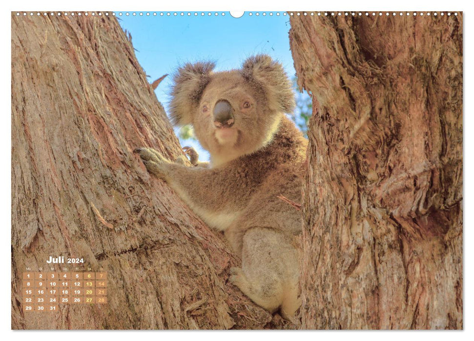 Koalas : les briseurs de coeurs pelucheux (Calendrier mural CALVENDO Premium 2024) 