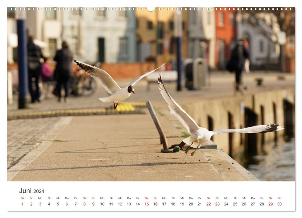 Notre belle Wismar (Calendrier mural CALVENDO Premium 2024) 